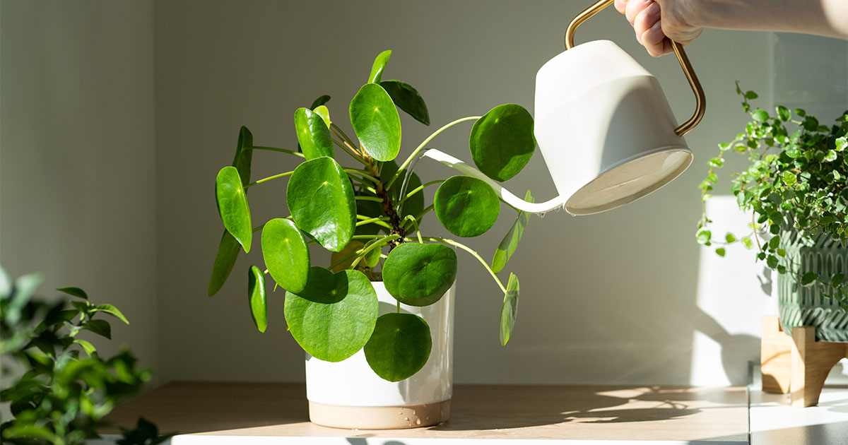 Purificação do ar - As plantas que deves escolher